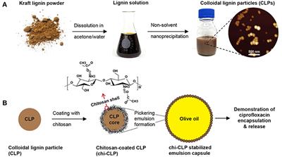 Natural Shape-Retaining Microcapsules With Shells Made of Chitosan-Coated Colloidal Lignin Particles
